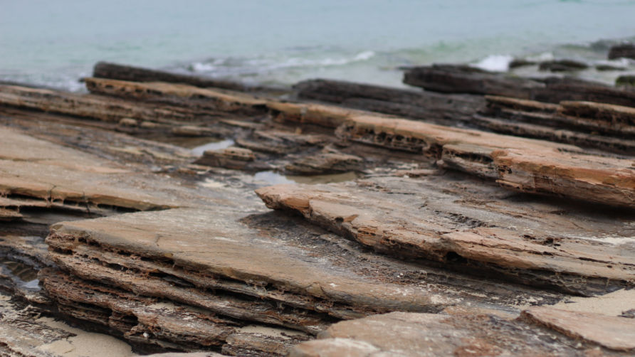 The Gastropod Fossils / Susan Hoi in Krabi